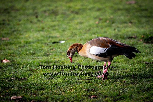 2017 Richmond Old Deer Park Half Marathon 145