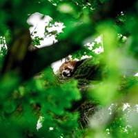 2017 ZSL Whipsnade Workshop 10